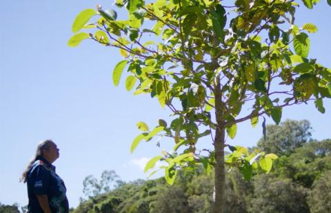 Angelique in the distance with a tree in the foreground